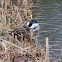 Mallard