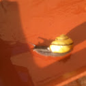 Grove snail