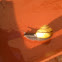 Grove snail