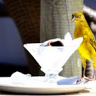 Cape Weaver