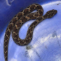 Russel's viper