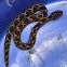 Russel's viper