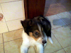 Cachorro Collie