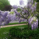 Wisteria