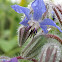Borage