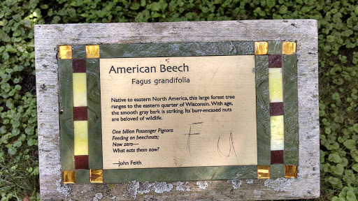 American Beech Plaque