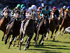 Venta De Caballos Yeguas Madres Pura Sangre