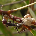 Meat Ant