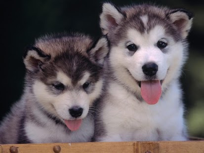 How to mod Playful Puppies Live Wallpaper 1.7.2 apk for pc