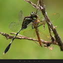 dragonfly