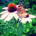 Purple Coneflower, Echinacea, Painted lady butterfly with damaged wing.... But gets around fine.