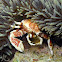 Oshima's Porcelain Crab
