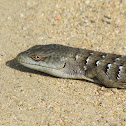 Southern Alligator Lizard