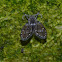 Moth Fly