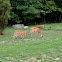 White tail deer