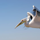 Great White Pelican