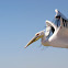 Great White Pelican