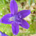 Dwarf Larkspur