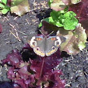 Common Buckeye