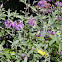 Butterfly bush