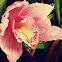 Pink Cymbidium