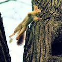 Eurasian red squirrel