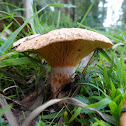 Saffron Milkcaps