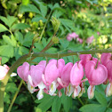 Bleeding Heart