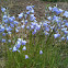 Harebell