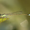 Rambur's Forktail