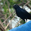 Indian Robin -Male