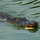 American alligator