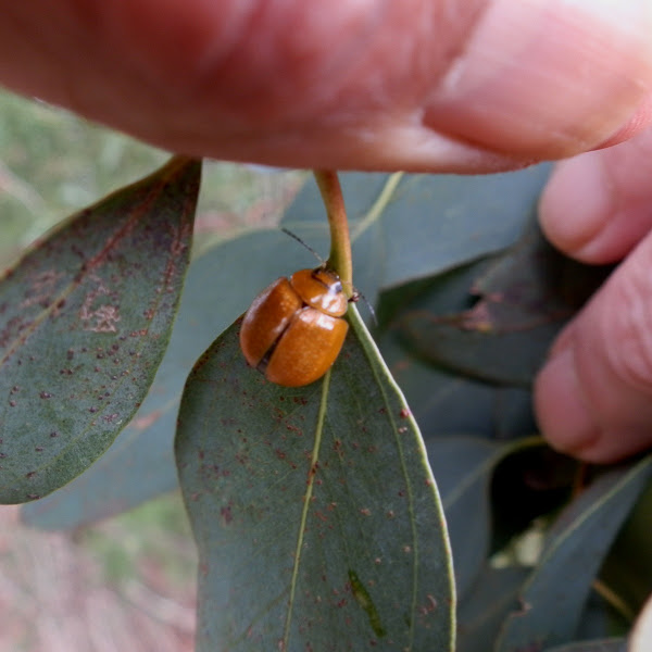Eucalyptus Leaf Beetle Project Noah