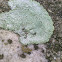 Crustose lichen