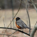 American Robin