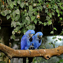 Hyacinth Macaw