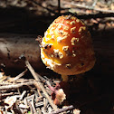 Fly Amanita
