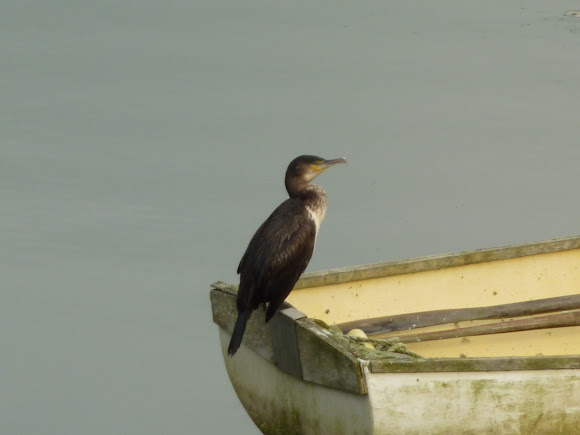 Spotting Image 1