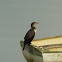 Cormorant