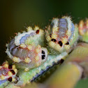 Caterpillar