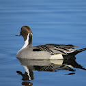 Northern Pintail