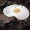 Lepiota Rufipes