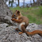 Red Squirrel