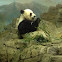 Panda Bear