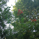 Trumpet vine