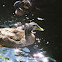 Mallard Duck (Female)