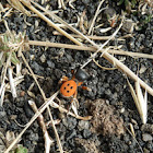 Spider