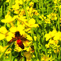 honey bee