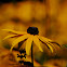 Black-eyed Susan
