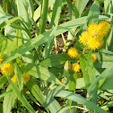 Tufted Loosestrife